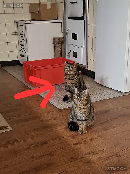 Bagira — Hauskatze ♂, Missing since 31.03.2026, Herisau (AR)