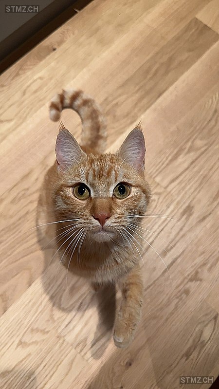Dusty — British Kurzhaar ♂, Missing since 13.05.2025, Biel/Bienne (BE)