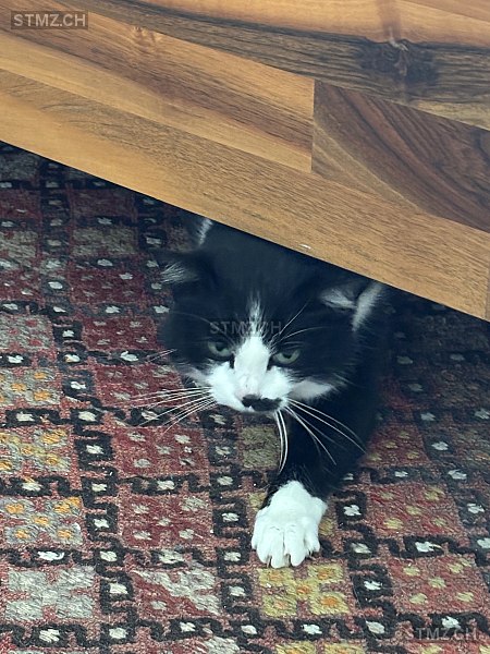 Mevan — Hauskatze ♀, Missing since 14.04.2026, Bürglen TG (TG)