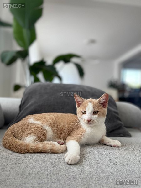 Bo — Hauskatze ♂, Missing since 13.04.2026, Herisau (AR)