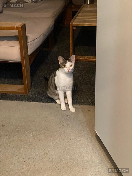 Nadira — Katze ♀, Missing since 12.04.2026, Rupperswil (AG)