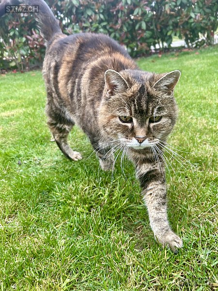 Müsli — Hauskatze ♀, Missing since 16.04.2026, Hellikon (AG)