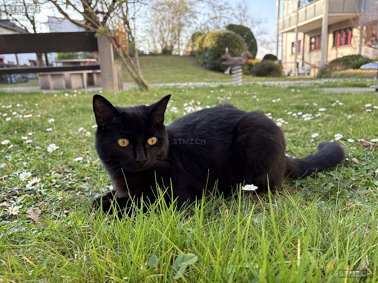 Romeo — Hauskatze ♂, Missing since 16.04.2026, Basel (BS)