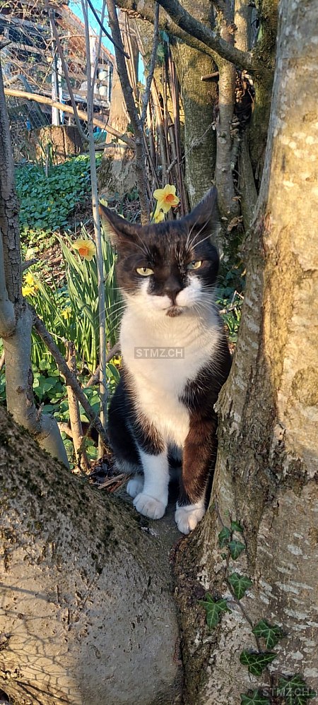 Flädi — Hauskatze ♂, Missing since 14.04.2026, Thörishaus (BE)
