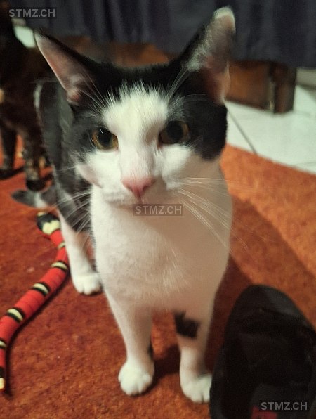 Nitrate — Hauskatze ♂, Missing since 17.04.2026, La Neuveville (BE)