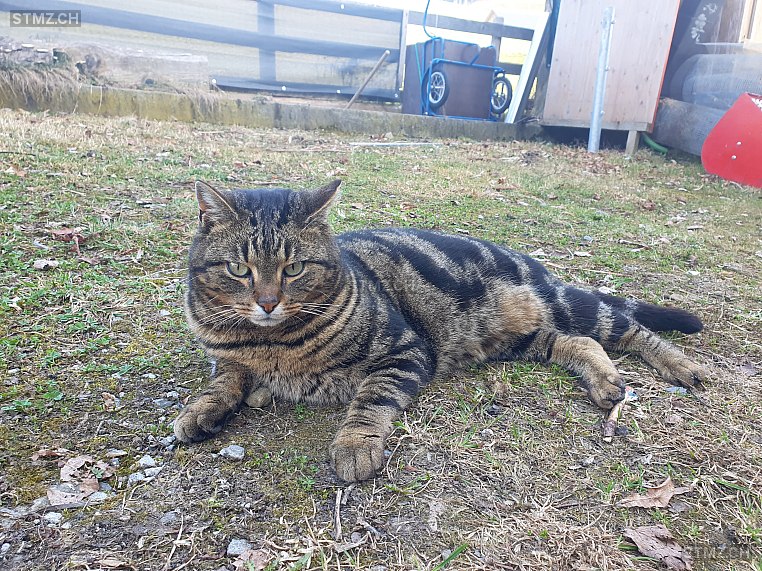 Bagira — Hauskatze ♂, Missing since 27.03.2026, Herisau (AR)