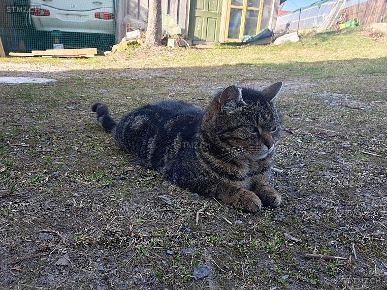 Filu — Hauskatze ♀, Missing since 13.04.2026, Herisau (AR)
