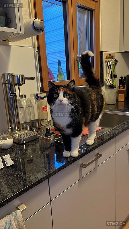 Luana — Hauskatze ♀, Missing since 10.03.2026, Rongellen (GR)