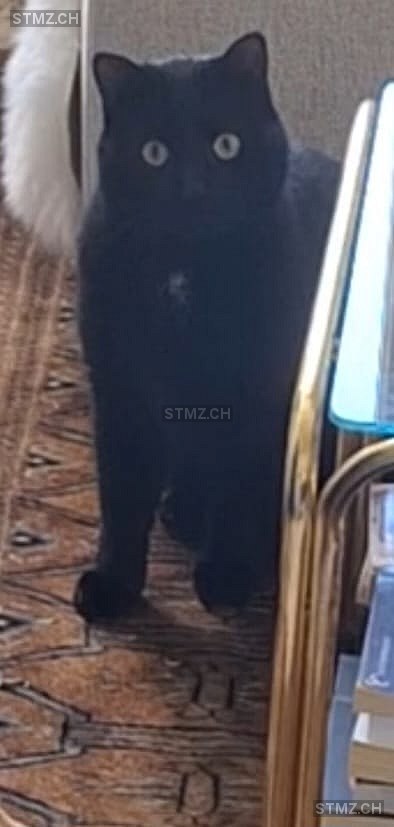 Matisse — Hauskatze ♂, Missing since 06.04.2026, Venthône (VS)