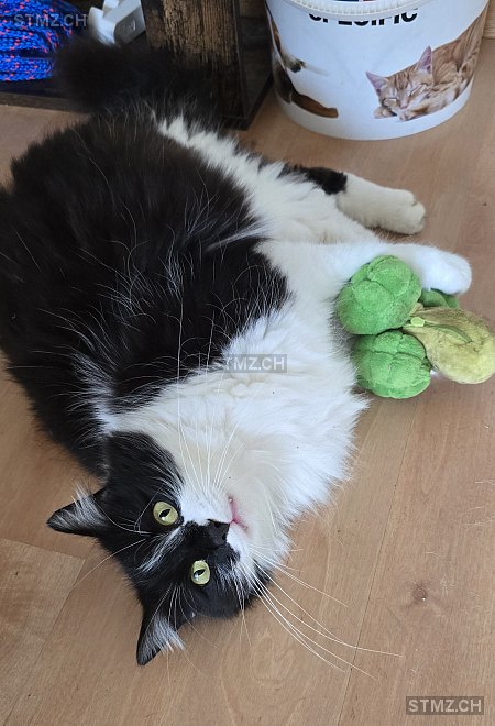 Touffi — Hauskatze ♂, Missing since 14.04.2026, Courtemaîche (JU)