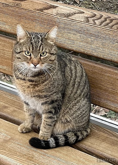 Schnurrli — Hauskatze ♂, Missing since 10.04.2026, Zürich (ZH)