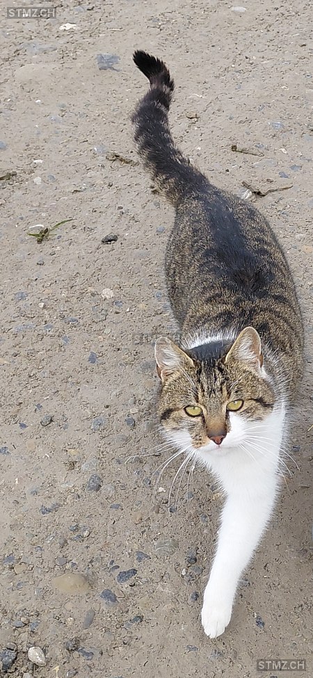 Jacky — Hauskatze ♀, Missing since 25.03.2026, Braunau (TG)
