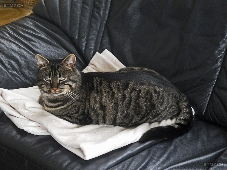Felix — Hauskatze ♂, Missing since 16.04.2026, Kriens (LU)