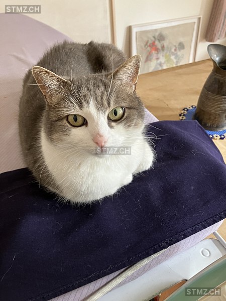 Fey — Hauskatze ♀, Missing since 03.04.2026, St. Gallen (SG)
