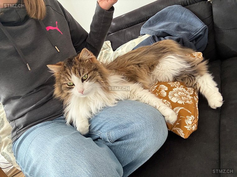 Köbi — Hauskatze ♂, Missing since 03.04.2026, Gamprin-Bendern (FL)