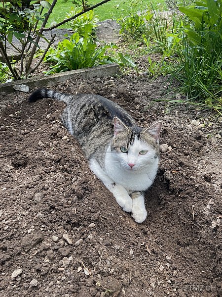 Nori — Hauskatze ♂, Missing since 08.04.2026, Gelterfingen (BE)