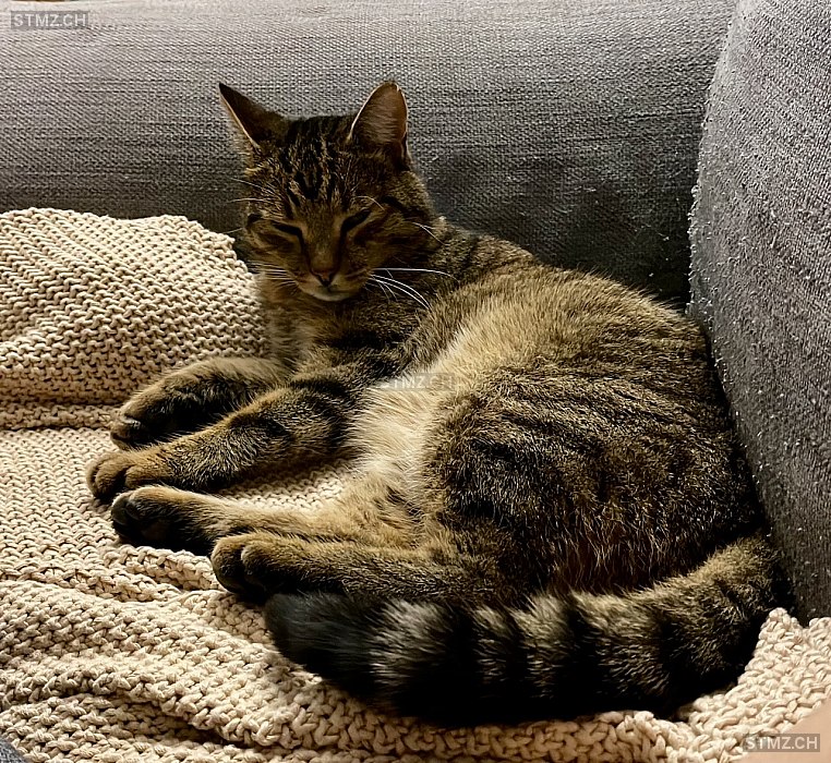Seppli — Hauskatze ♂, Missing since 13.04.2026, Kirchberg SG (SG)