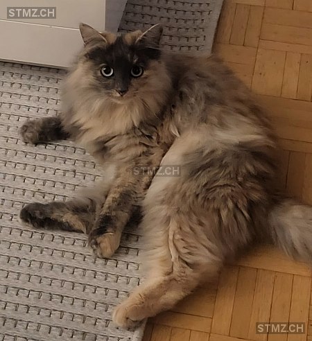 Chilly Sue — Birma ♀, Missing since 16.04.2026, Bottmingen (BL)