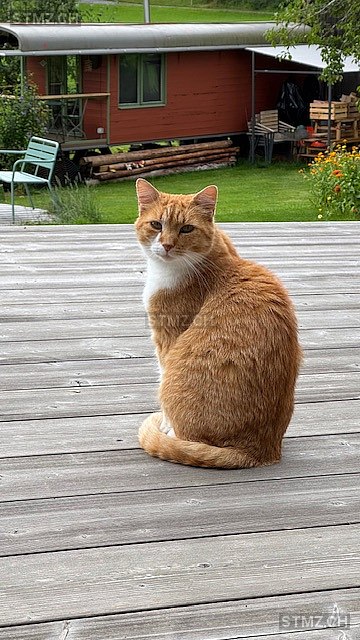 Charlie — Hauskatze ♂, Missing since 20.03.2026, Grüningen (ZH)