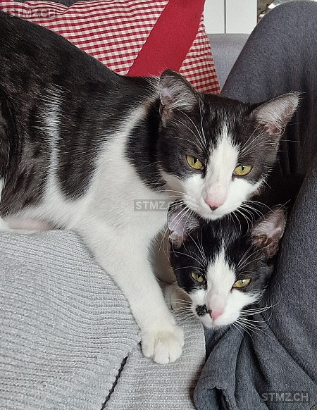 Milly — Hauskatze ♀, Missing since 17.04.2026, Frenkendorf (BL)