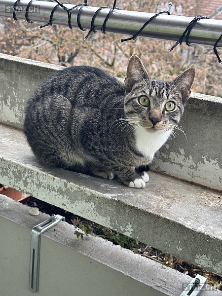 Coco — Hauskatze ♂, Missing since 18.04.2026, Ittigen (BE)
