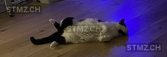 Rocky — Hauskatze ♂, Missing since 17.04.2026, Grenchen (SO)