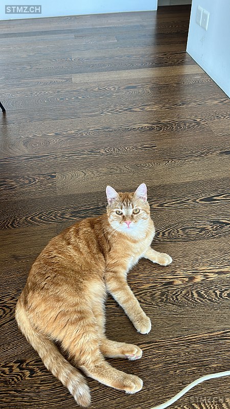Simba — Hauskatze ♂, Missing since 18.04.2026, Rorschacherberg (SG)