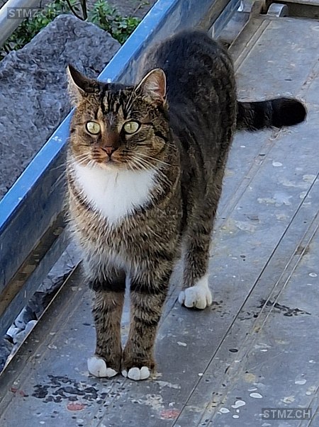 Mira — Hauskatze ♀, Missing since 13.04.2026, Walzenhausen (AR)
