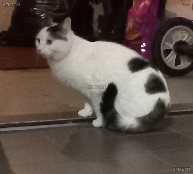 Capo — Hauskatze ♂, Missing since 11.04.2026, Oberriet SG (SG)