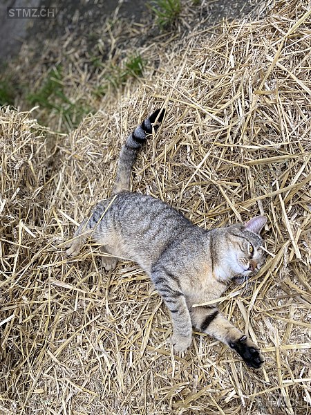 Tigi — Hauskatze ♀, Missing since 13.04.2026, Heimberg (BE)