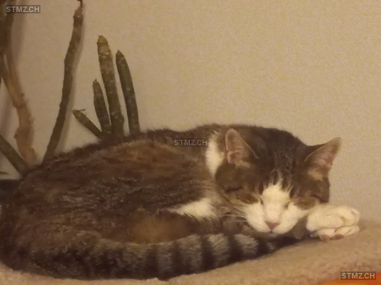 ginia — Hauskatze ♀, Missing since 16.04.2026, Bülach (ZH)