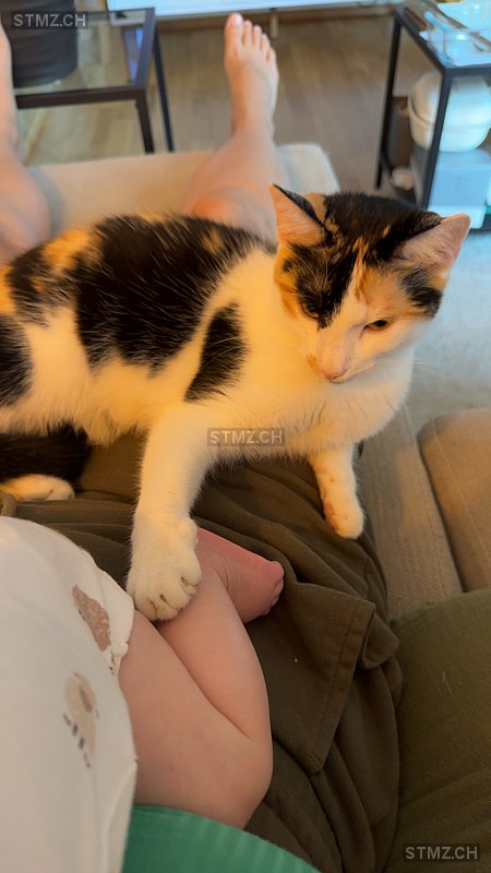 Poppy — Hauskatze ♀, Missing since 17.04.2026, Winterthur (ZH)