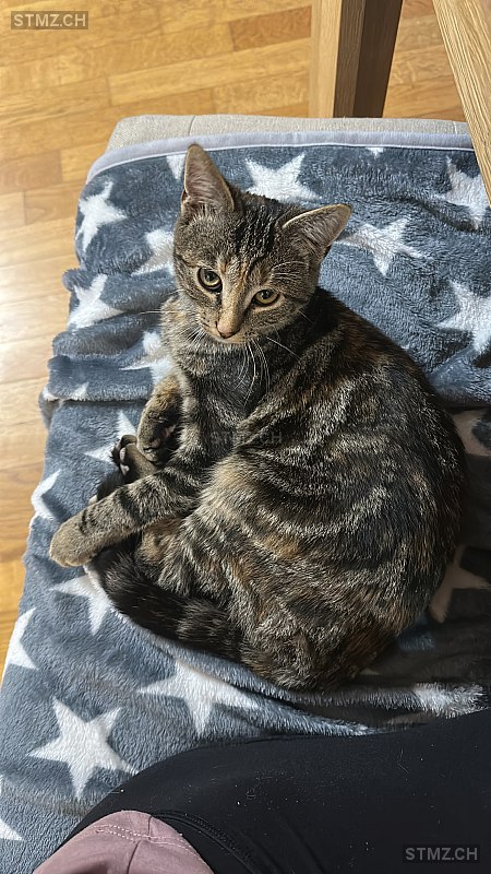 Nala — Hauskatze ♀, Missing since 15.04.2026, Bilten (GL)