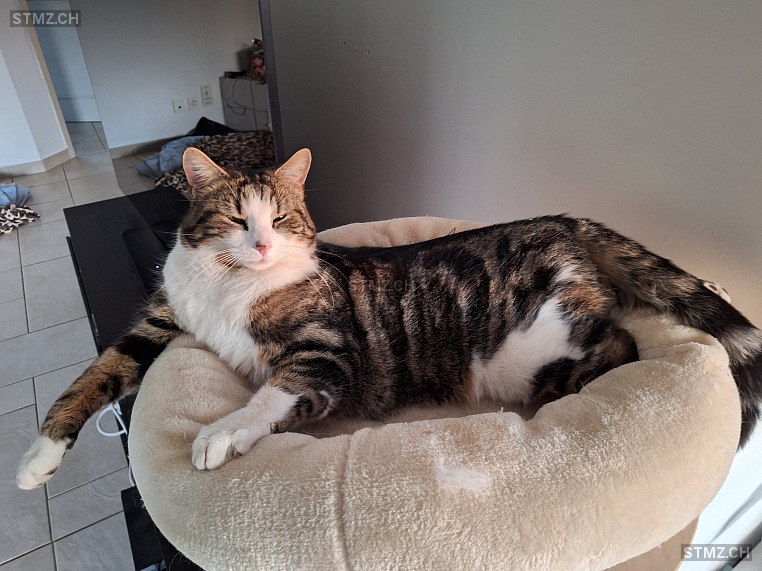 Alito — Hauskatze ♂, Missing since 02.03.2026, Wädenswil (ZH)