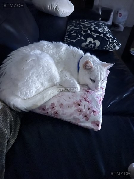 Ice — Hauskatze ♂, Missing since 14.04.2026, Speicher (AR)
