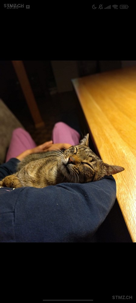 Coco — Hauskatze ♂, Missing since 15.04.2026, Rütschelen (BE)