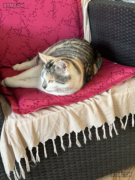 Shiva — Hauskatze ♀, Missing since 13.04.2026, Reinach AG (AG)