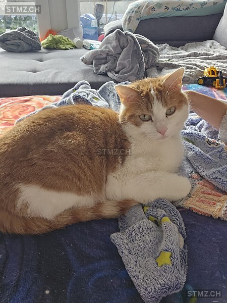 Jiren — Hauskatze ♂, Missing since 15.04.2026, Oberengstringen (ZH)