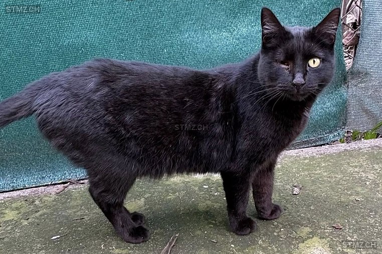 Ochka — Hauskatze ♀, Missing since 19.04.2026, Aarburg (AG)