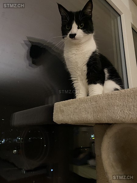 Nina — Hauskatze ♀, Missing since 16.04.2026, Rothrist (AG)