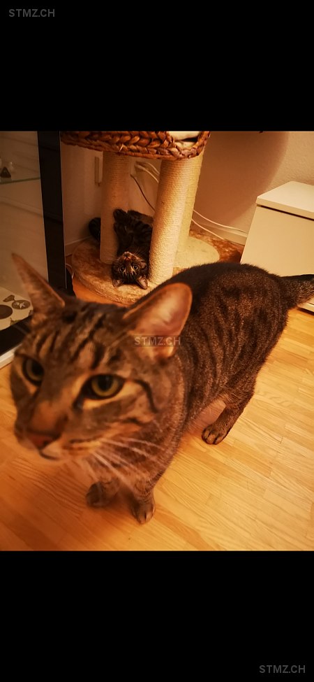 Tiger — Hauskatze ♂, Missing since 15.04.2026, St. Gallen (SG)