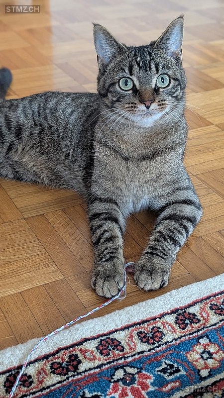 Minus — Hauskatze ♀, Missing since 19.04.2026, Duillier (VD)
