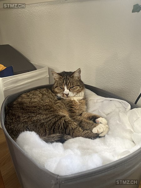 Roxy — Hauskatze ♀, Missing since 20.03.2026, Burgdorf (BE)