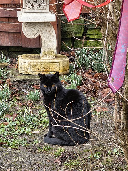 Mia — Hauskatze ♀, Missing since 16.04.2026, Ebertswil (ZH)