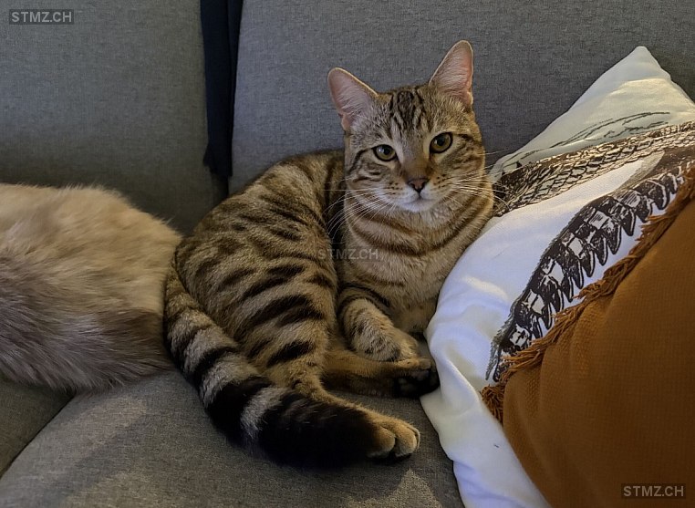 Brutus — Bengalen ♂, Missing since 15.07.2025, Villars-sous-Mont (FR)