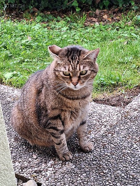 Momo — Hauskatze ♀, Missing since 18.04.2026, Spiez (BE)