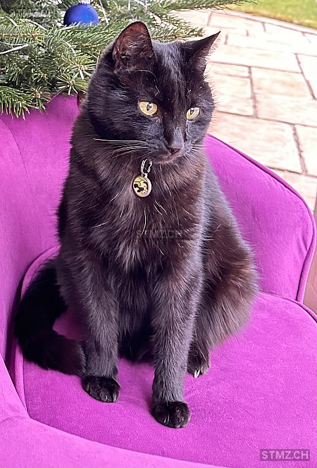 Miggy — Hauskatze ♂, Missing since 17.04.2026, Lüterswil (SO)