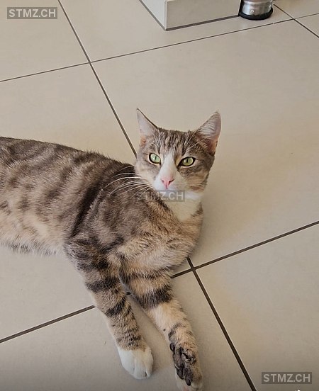 Rauw — Hauskatze ♂, Missing since 17.04.2026, Benglen (ZH)