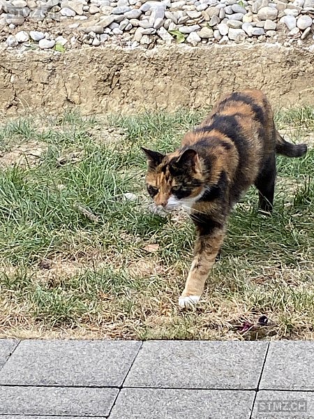 Câline — Hauskatze ♀, Missing since 30.03.2026, Gletterens (FR)