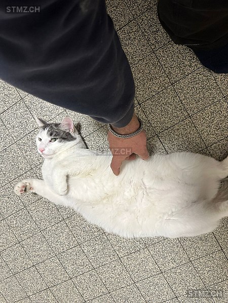 Wonka — Hauskatze ♂, Missing since 19.04.2026, Genève (GE)